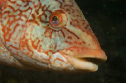 Happy ballan wrasse captured at Cathedral Rock St. Abbs S... by Mike Clark 